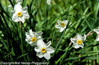 Narcissus tazetta papyraceous