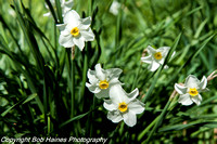 Narcissus tazetta papyraceous