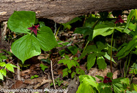 Southern Red Trillium
