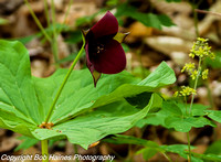 Southern Red Trillium